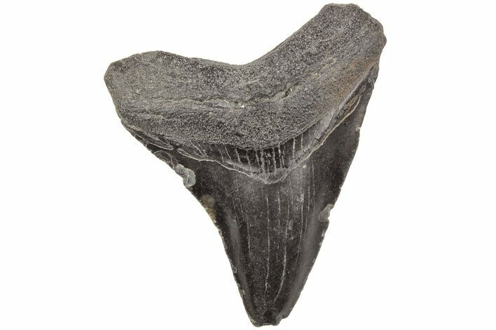 2.57" Juvenile Megalodon Tooth - South Carolina